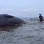 Paus 10 Meter Terdampar di Pantai Totobo Kolaka