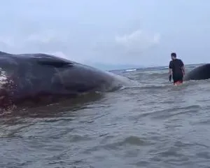 Paus 10 Meter Terdampar di Pantai Totobo Kolaka